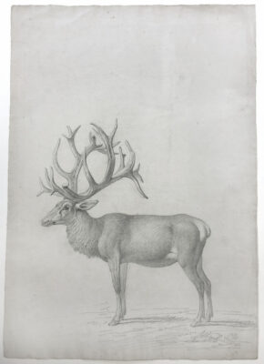 Deer looking to the left