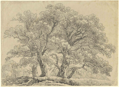 Study of a Group of Trees