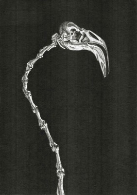 Arianna Fioratti Loreto Flamingo 2019pen and black ink on paper; 30 1/2 x 19 1/2 inches (70 x 50 cm)