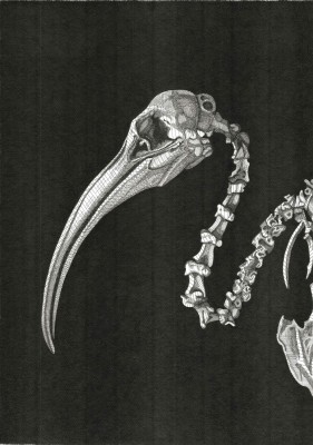 Arianna Fioratti Loreto, Ibis 2019 pen and black ink on paper; 30 1/2 x 19 1/2 inches (70 x 50 cm)