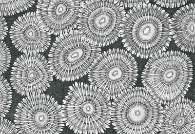 Coral Polyps 1 pen and black ink on paper; 11 3/4 x 19 inches (33 x 48 cm)