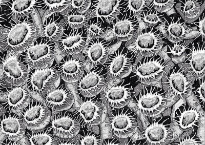 Coral polyps 3 pen and black ink on paper; 11 3/4 x 16 1/2 inches (30 x 42 cm)