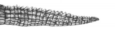 Crocodile tail 2 pen and black ink on paper; 8 x 28 1/2 inches (20 x 72 cm)