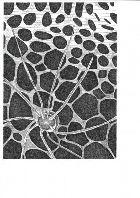 Diatom 1 pen and black ink on paper; 11 3/4 x 18 3/4 inches (30 x 48 cm)