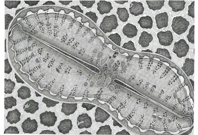 Diatom 3 2014 pen and black ink on paper; 17 1/2 x 24 1/2 inches 44 x 62 cm