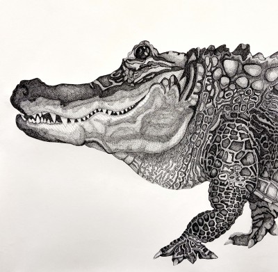 Alligator detail