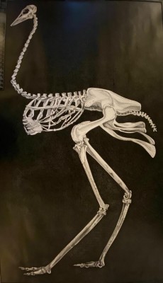 Ostrich skeleton pen and black ink on paper; 70 x 41 inches (176 x 105 cm)