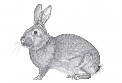 Rabbit 2016pen and black ink on paper; 19 1/2 x 30 1/2 inches (50 x 70 cm)